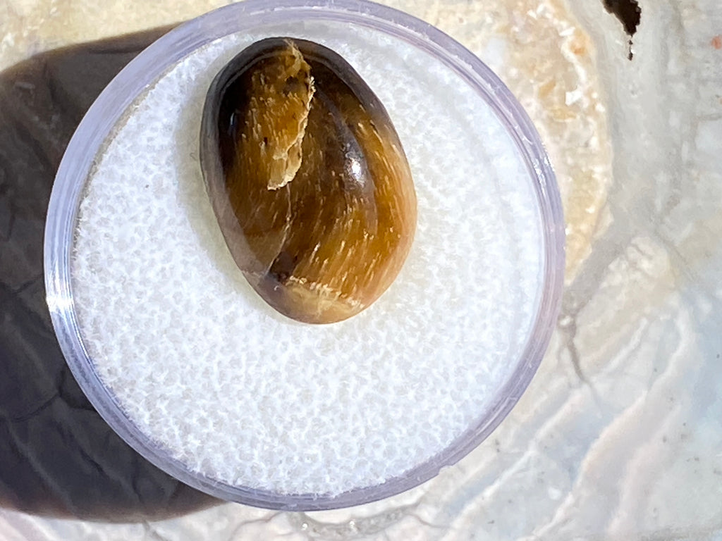 Brown oval stone in a clear plastic container on a textured surface